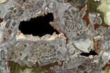 Polished Mushroom Jasper Slab - Arizona #184817-1